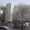 桜の開花もうすぐ！